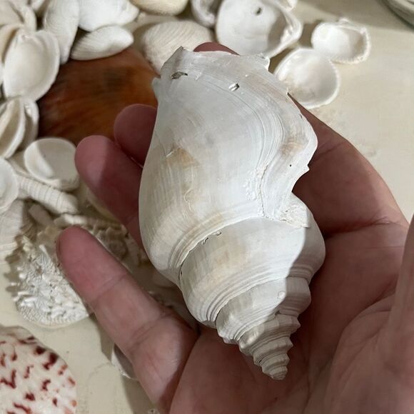 Jojos Seashell Shack Collection Florida Shells Decor Crafting Over 100 including - Picture 5 of 16